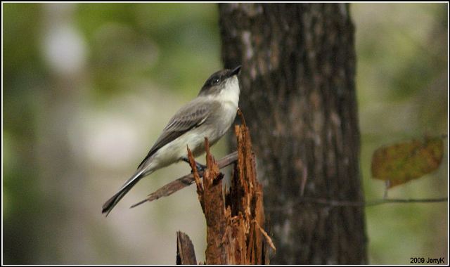 Eastern Phoebe